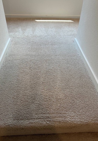 Whole-Room Carpet Cleaning carpet cleaning, photo 4