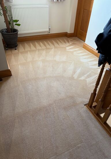 Detailed Home Carpet Care carpet cleaning, photo 2