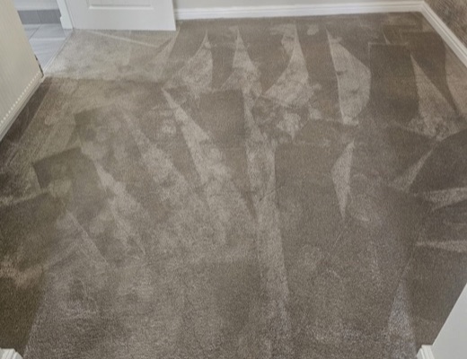 Freshly cleaned carpet ready for walkthrough